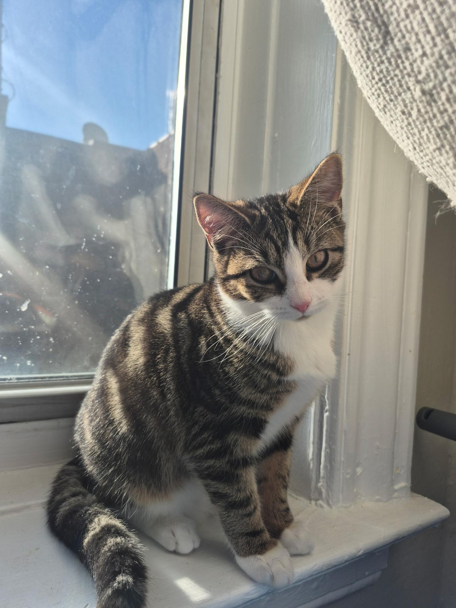 Enlarge Rosemary, a Adoptable mixed breed in New York, NY image 2/6