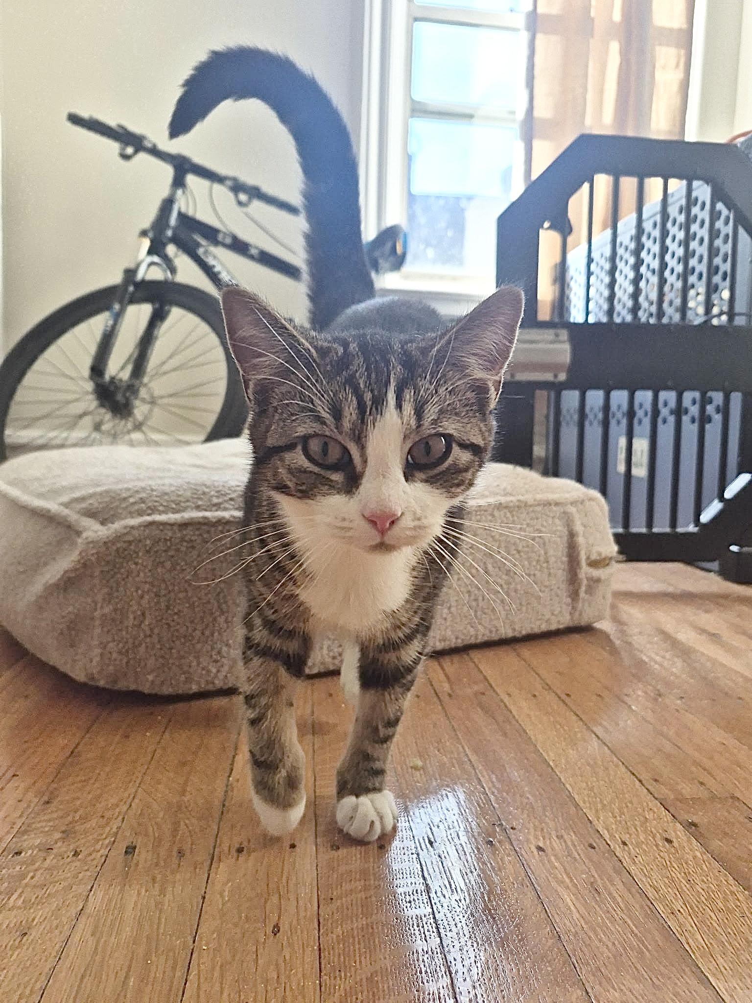 Enlarge Rosemary, a Adoptable mixed breed in New York, NY image 4/6