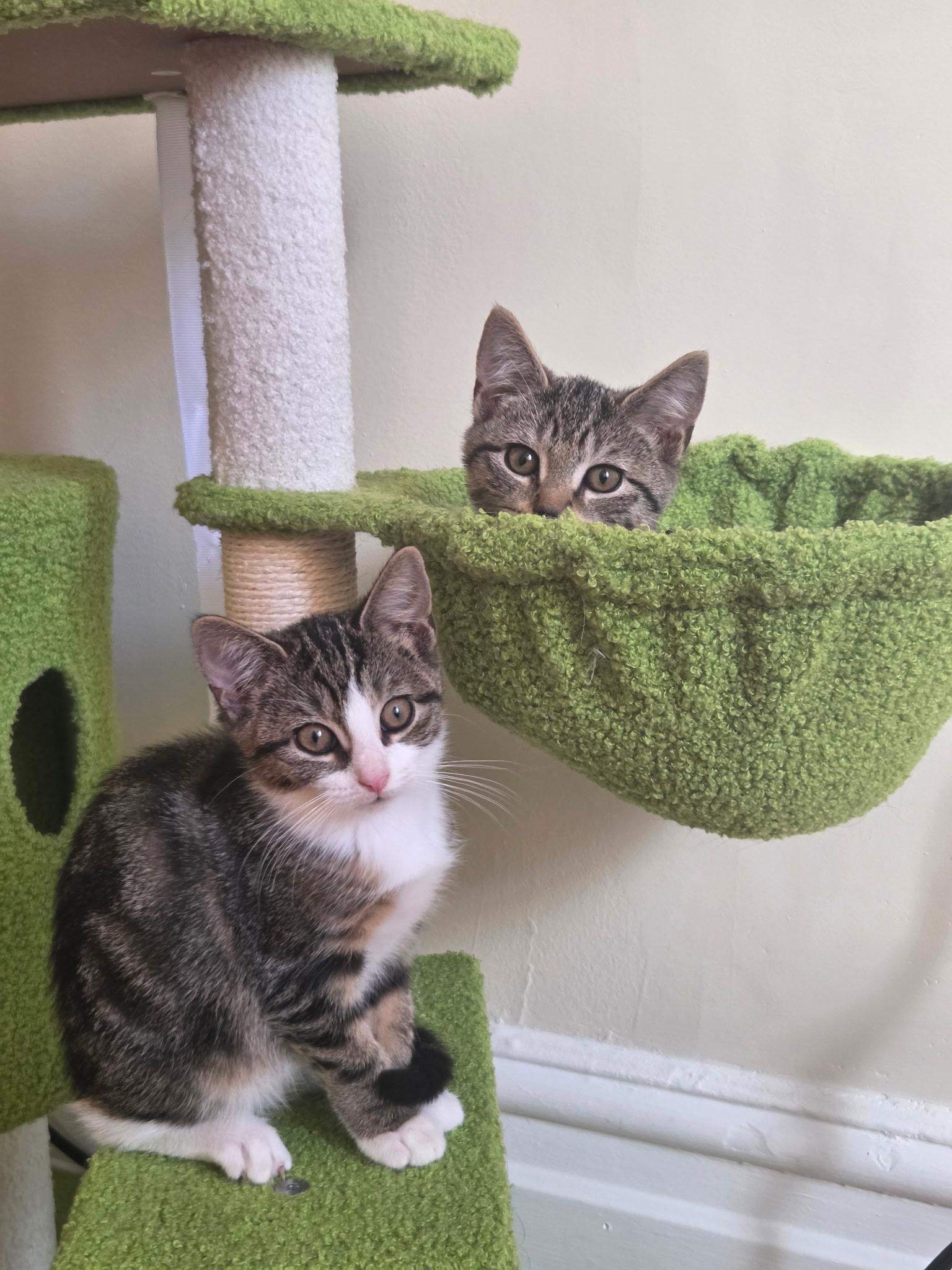 Enlarge Rosemary, a Adoptable mixed breed in New York, NY image 5/6