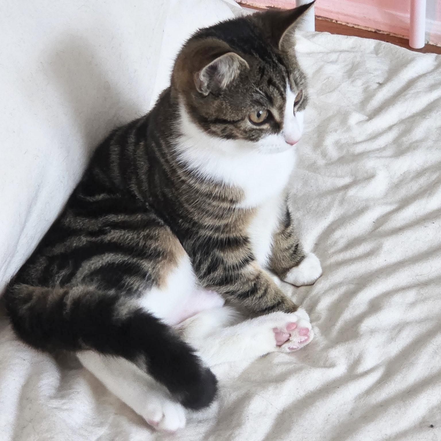 Rosemary, Adoptable, Kitten Female Domestic Short Hair.