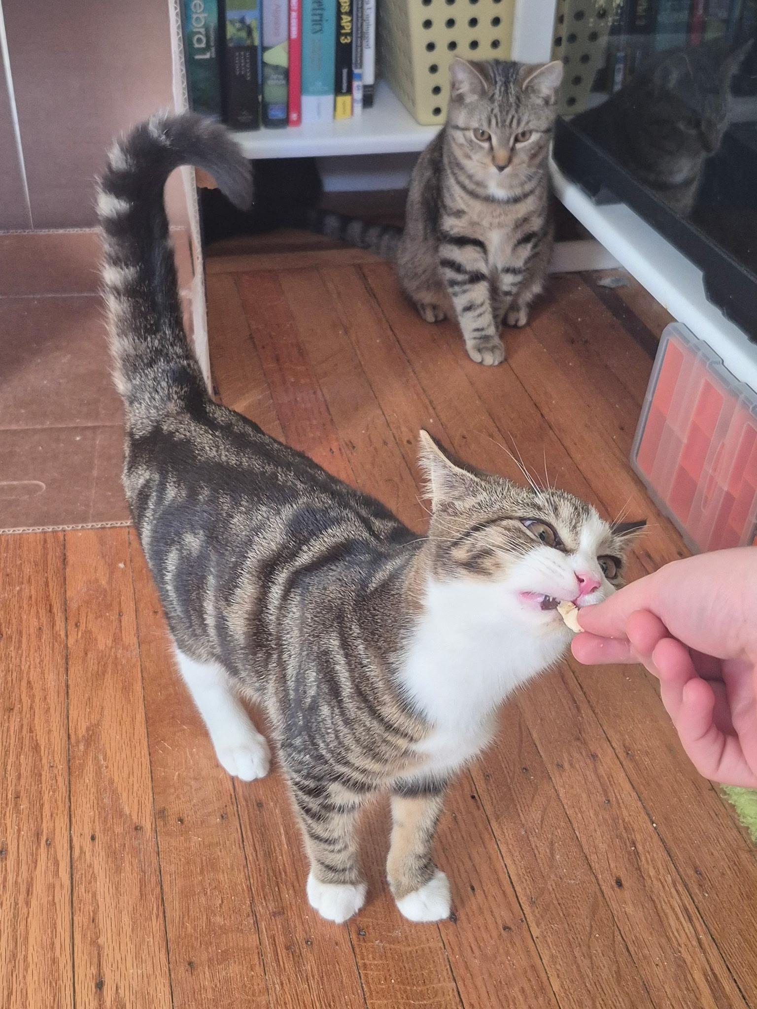 Enlarge Rosemary, a Adoptable mixed breed in New York, NY image 3/6