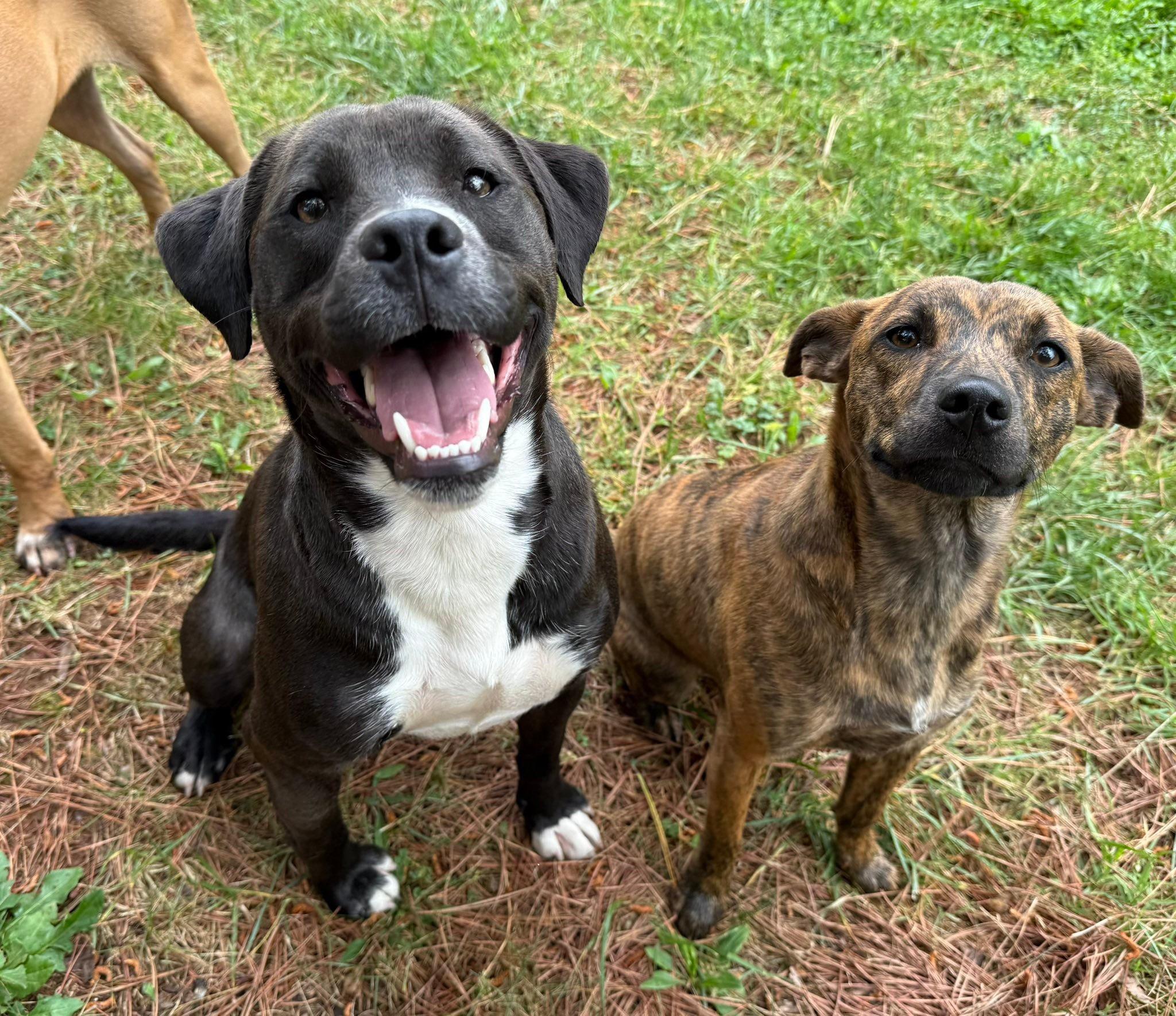 Lucky, an adopted mixed breed in Catlett, VA image 5/6