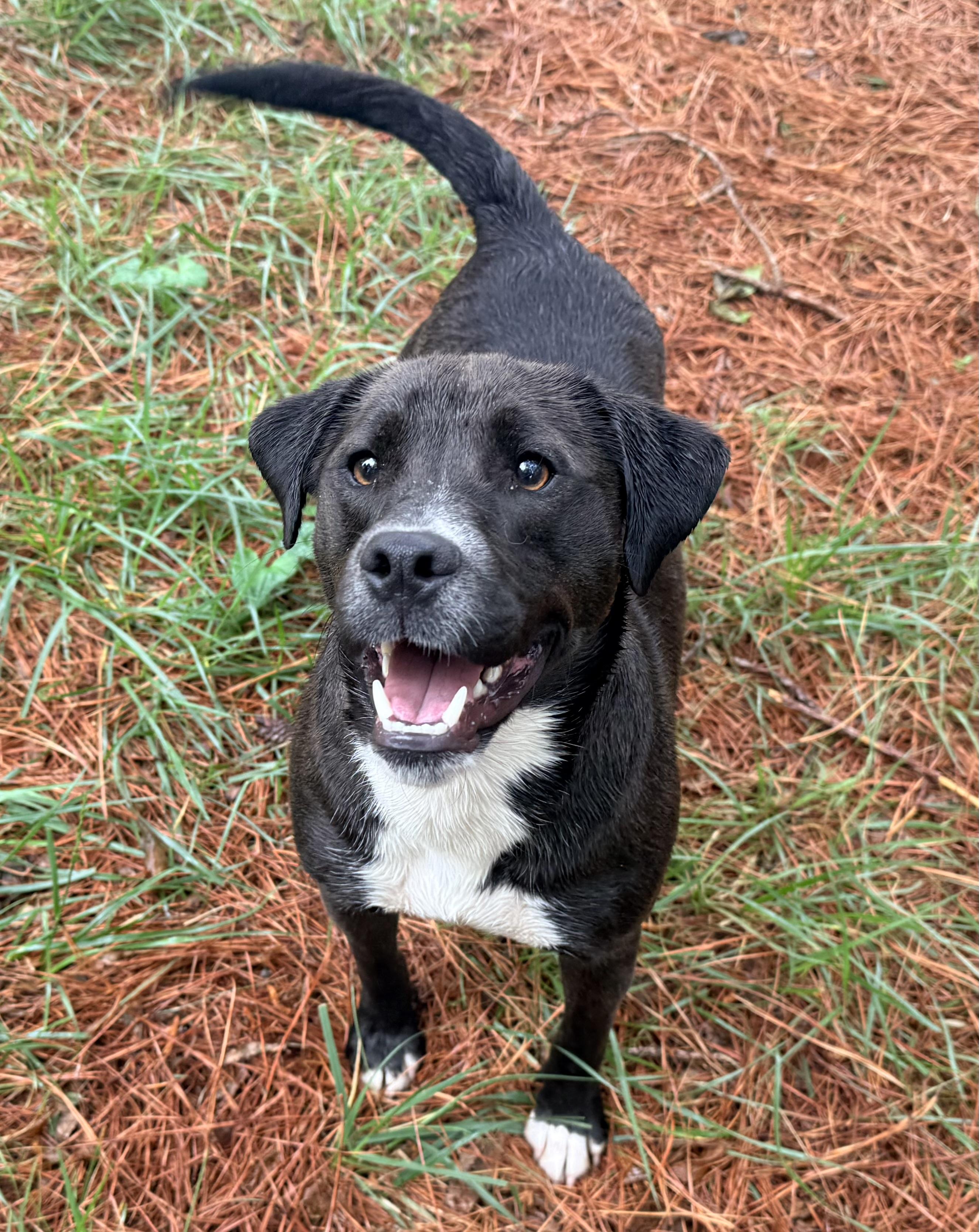 Lucky, an adopted mixed breed in Catlett, VA image 3/6