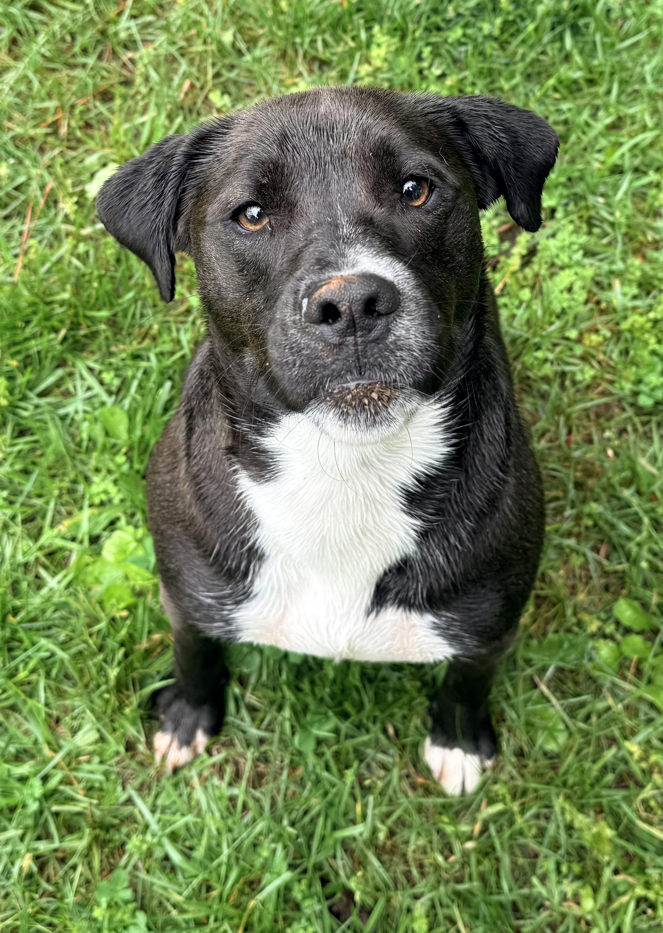 Lucky, an adopted mixed breed in Catlett, VA image 4/6
