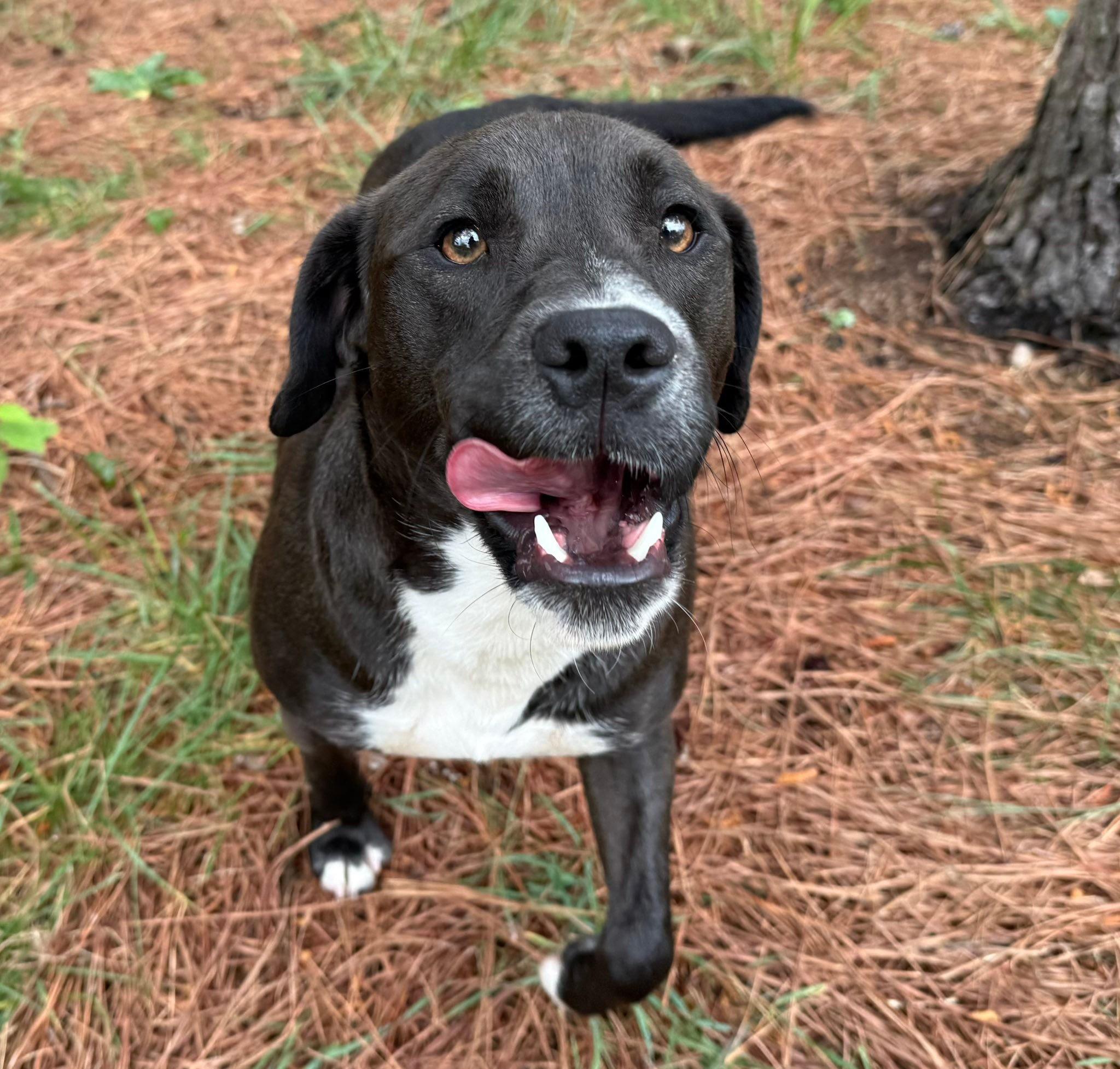 Lucky, an adopted mixed breed in Catlett, VA image 6/6