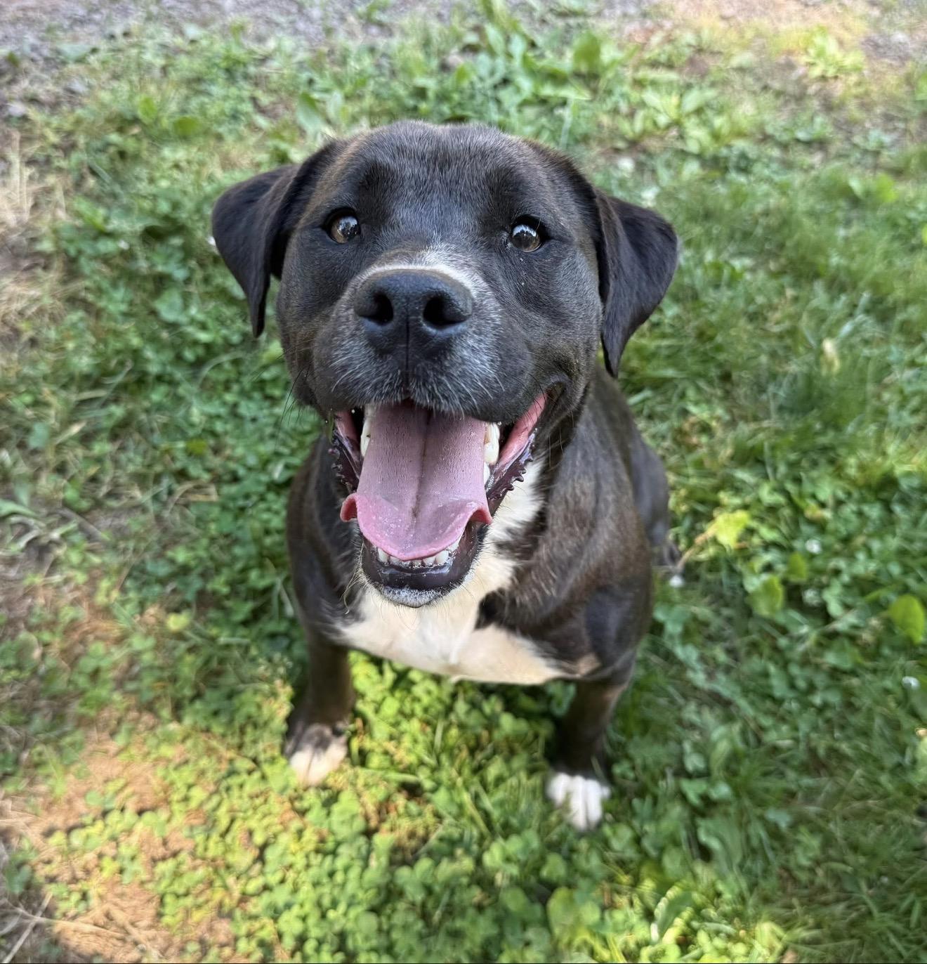 Lucky, an adopted mixed breed in Catlett, VA image 2/6