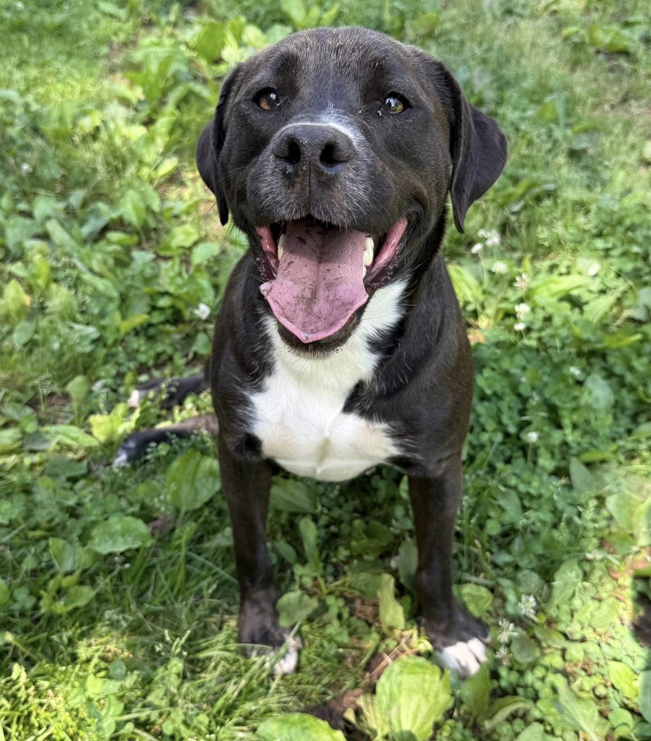Lucky, an adopted mixed breed in Catlett, VA image 1/6