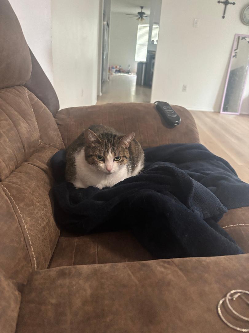 Athena **COURTESY LISTING**CONTACT OWNER DIRECTLY**, ADOPTABLE, Adult Female Domestic Short Hair.