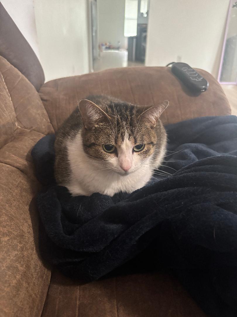 Enlarge Athena **COURTESY LISTING**CONTACT OWNER DIRECTLY**, a ADOPTABLE mixed breed in Frisco, TX image 2/2