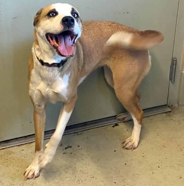 Enlarge BLUE, a Adoptable Pit Bull Terrier in Quincy, CA image 1/2