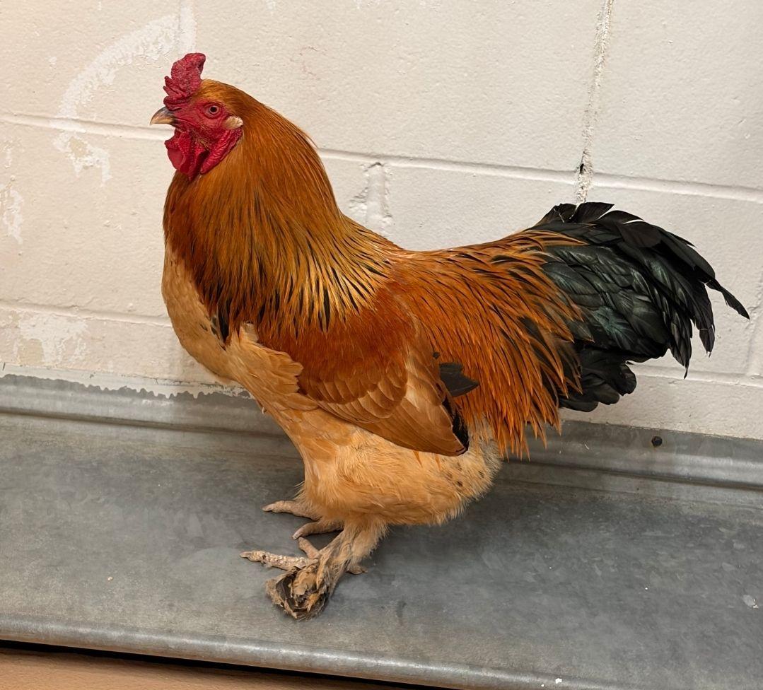 Obie, ADOPTABLE, Adult Male Chicken.