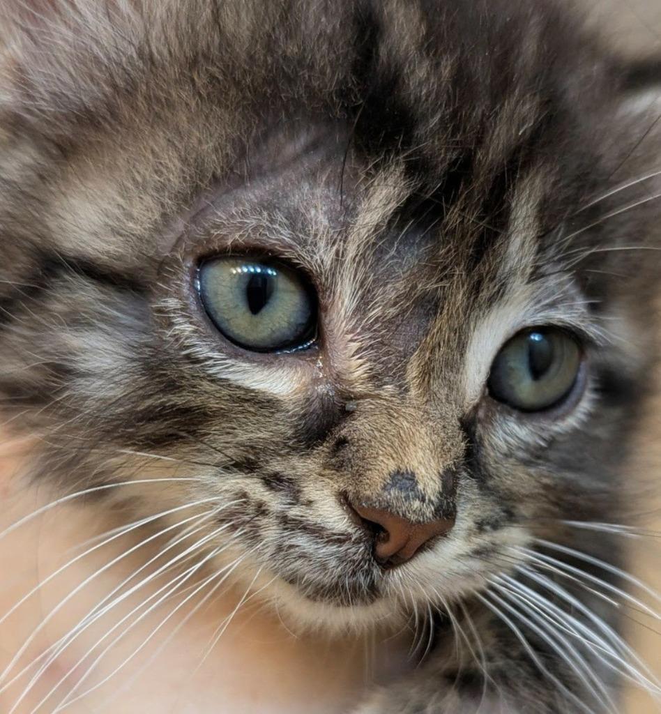 Enlarge Sprig, a Adopted mixed breed in Olathe, KS image 1/1