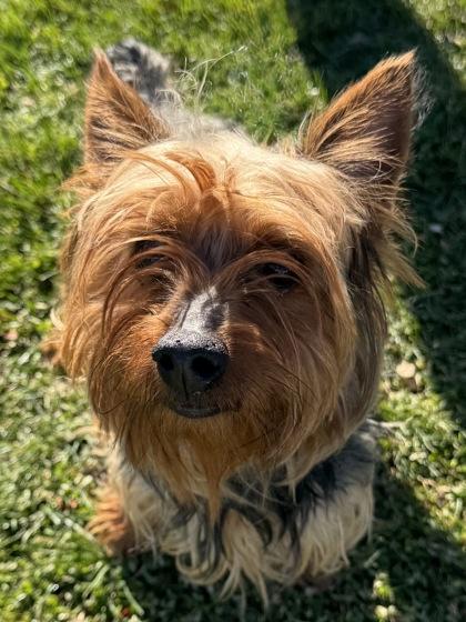 Enlarge Stefan, an adopted mixed breed in Tinley Park, IL image 1/4