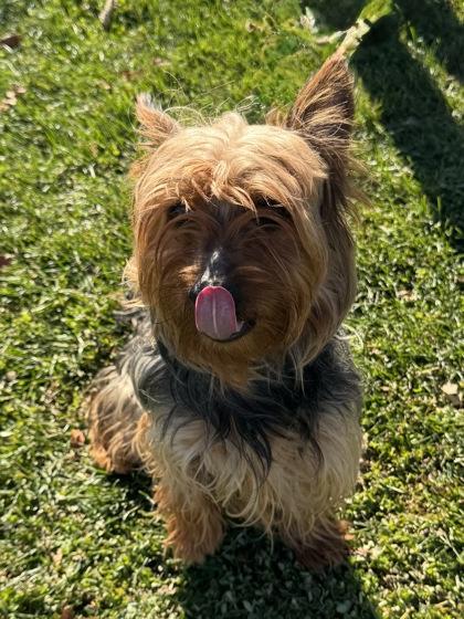 Enlarge Stefan, an adopted mixed breed in Tinley Park, IL image 2/4