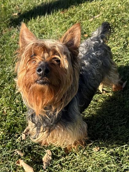 Enlarge Stefan, an adopted mixed breed in Tinley Park, IL image 3/4