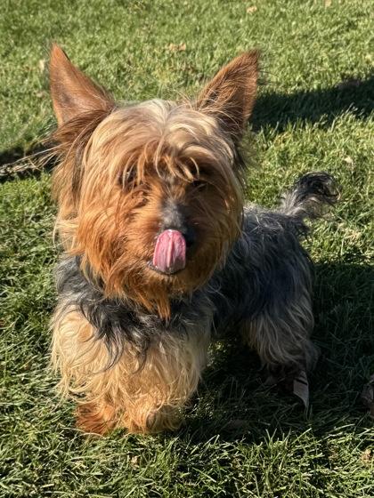 Enlarge Stefan, an adopted mixed breed in Tinley Park, IL image 4/4