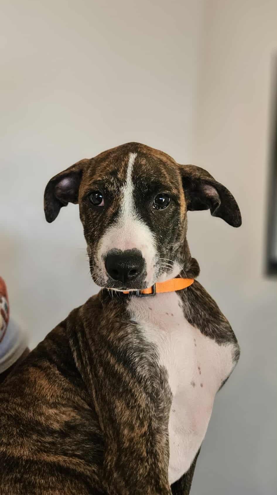 Enlarge  Zephyr, a Adoptable Terrier in Mathis, TX image 3/6