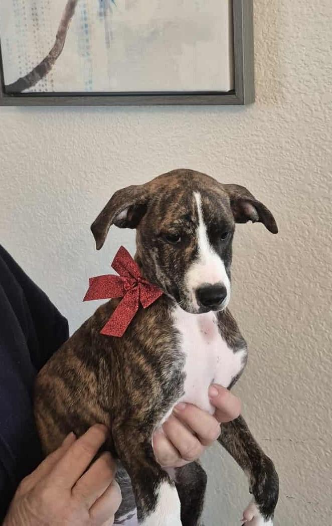  Zephyr, Adoptable, Puppy Male Terrier.