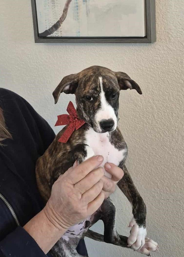 Enlarge  Zephyr, a Adoptable Terrier in Mathis, TX image 5/6