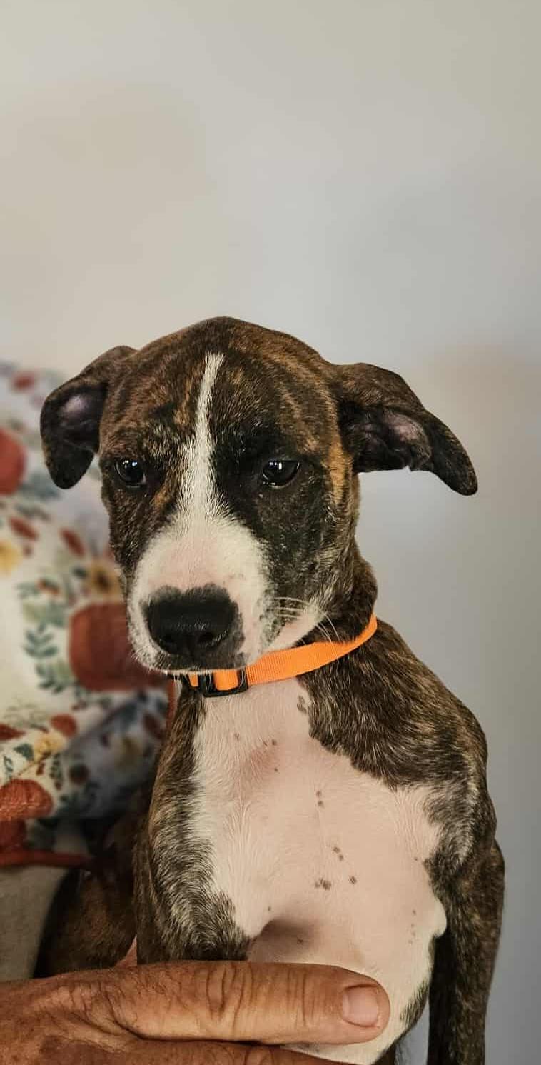 Enlarge  Zephyr, a Adoptable Terrier in Mathis, TX image 2/6