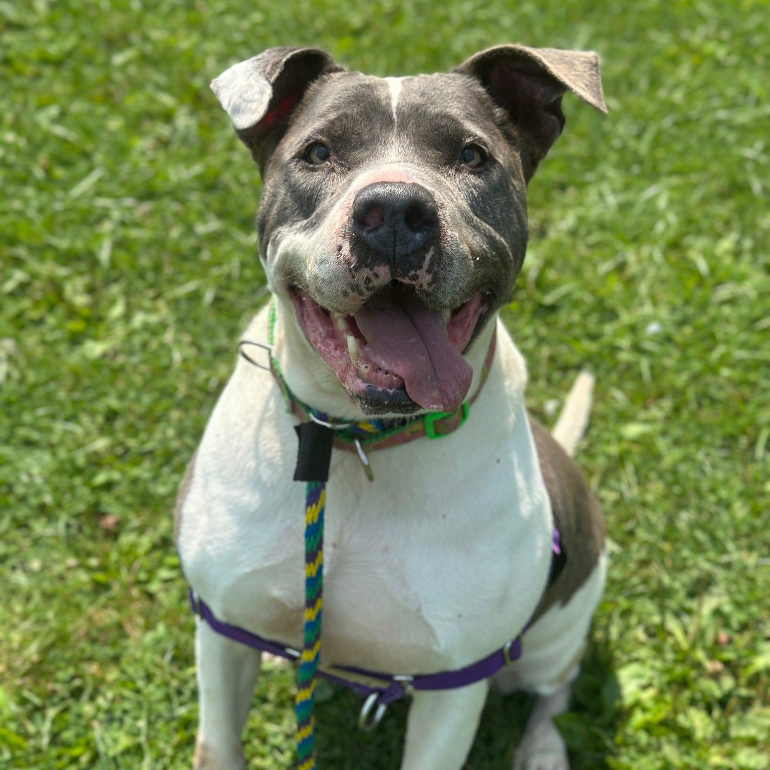 Gwen, adoptable, Adult Female Pit Bull Terrier.