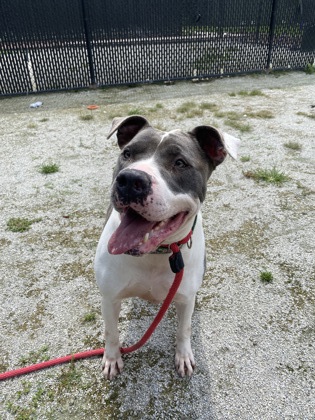 Gwen, Adoptable, Adult Female Pit Bull Terrier.