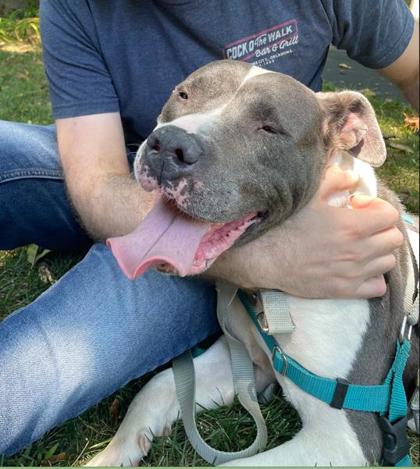 Gwen, a Adoptable mixed breed image 2/3