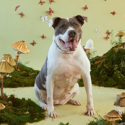Gwen, adoptable, Adult Female Pit Bull Terrier.