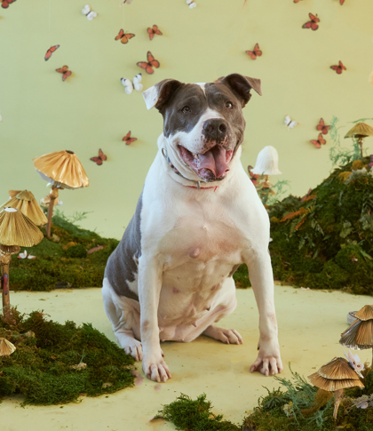 Gwen, a Adoptable mixed breed image 3/3