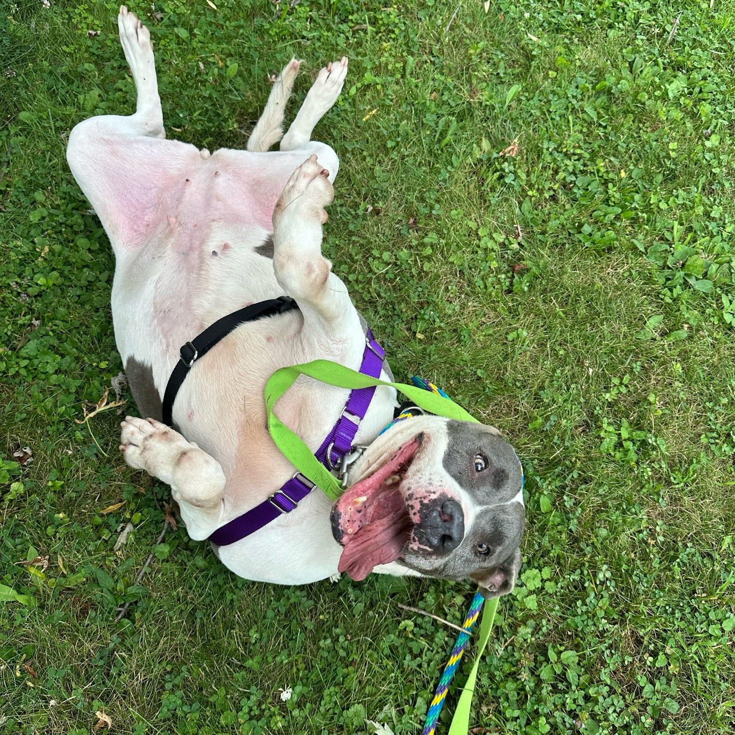 Gwen, an adoptable mixed breed in Danville, PA image 4/4
