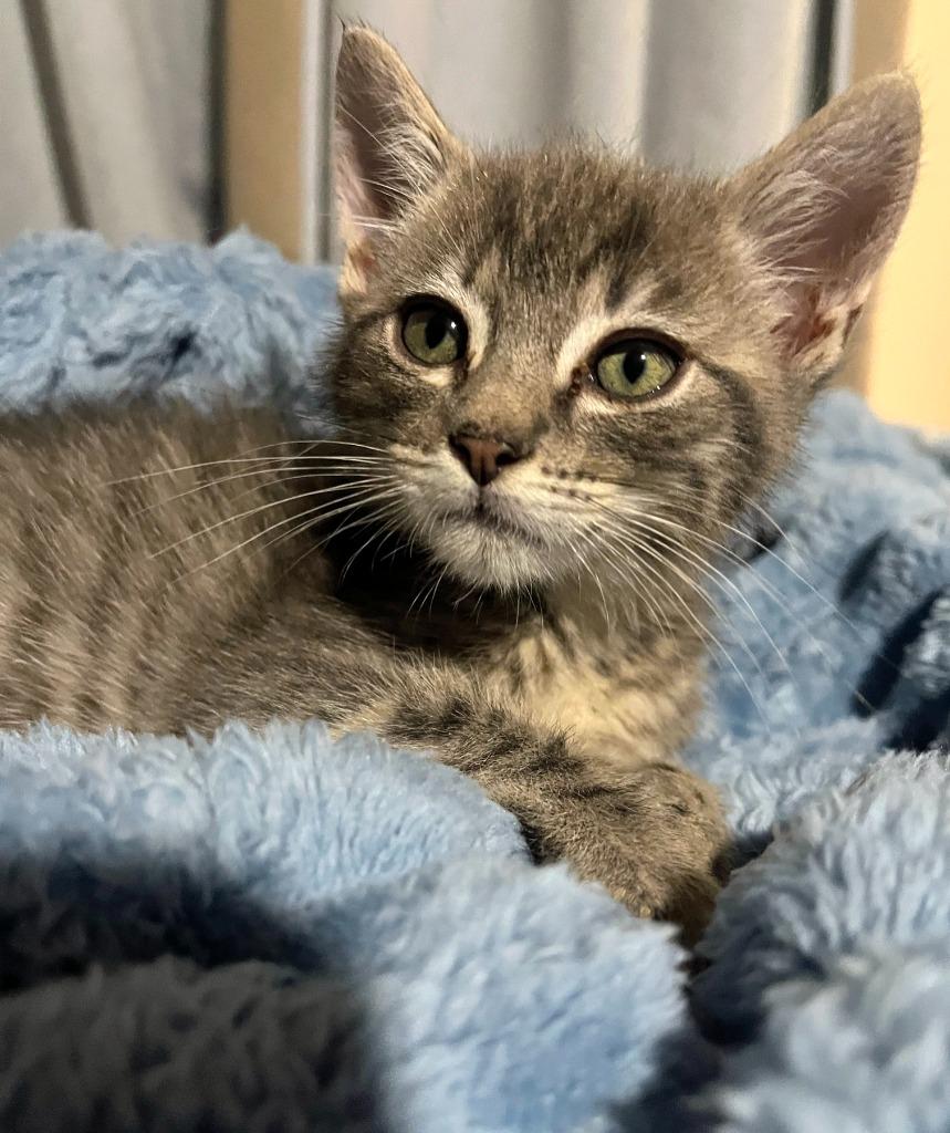 Clark, Adopted, Kitten Male Domestic Short Hair.