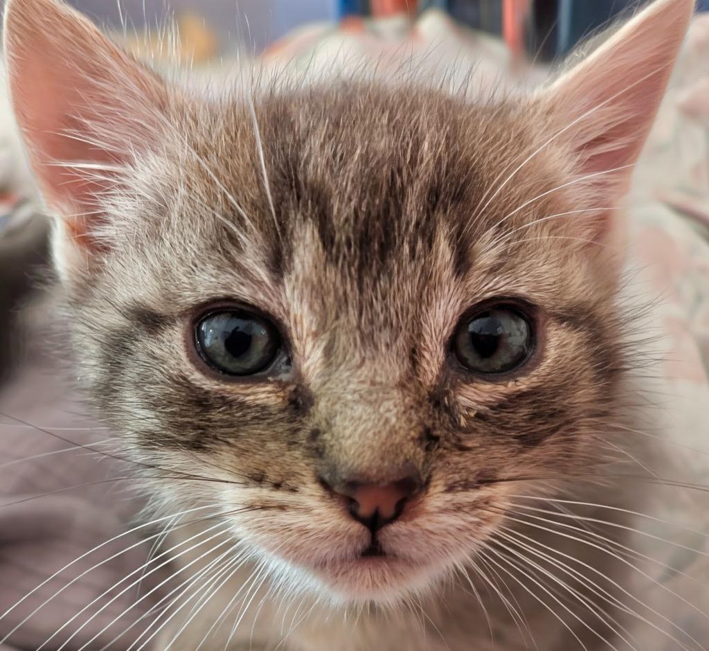 Enlarge Clark, a Adopted mixed breed in Olathe, KS image 5/5