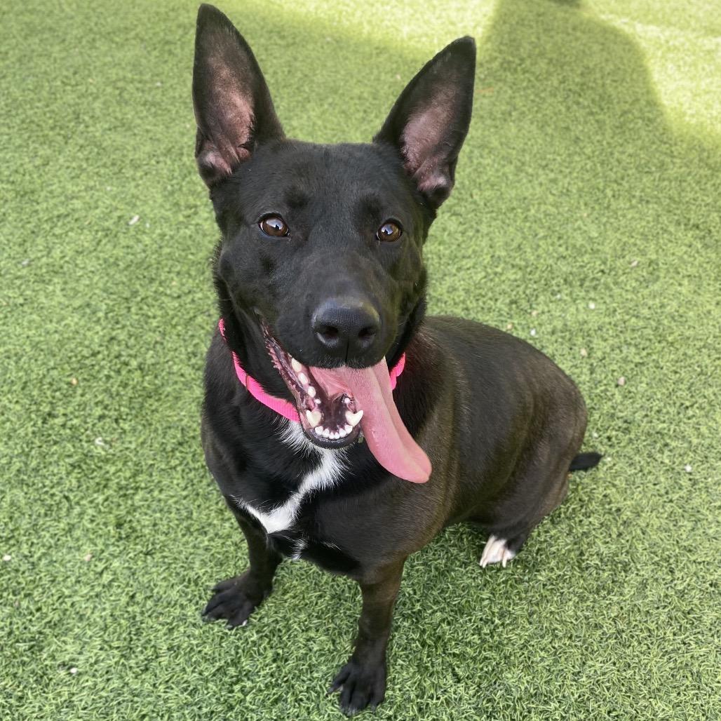 Barkin' Beans, Adoptable, Adult Female German Shepherd Dog.