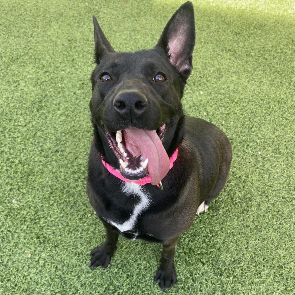 Enlarge Barkin' Beans, a Adoptable German Shepherd Dog in Batavia, OH image 3/4