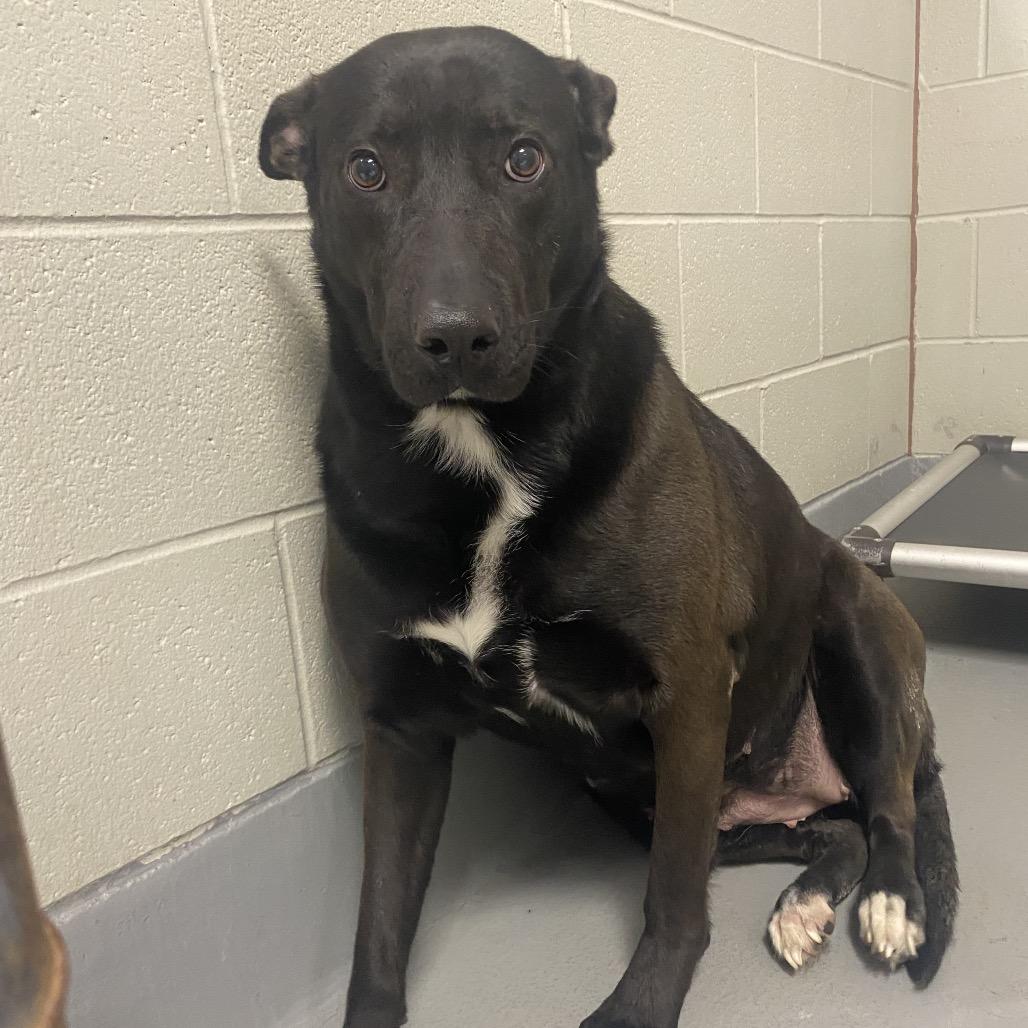 Enlarge Barkin' Beans, a Adoptable German Shepherd Dog in Batavia, OH image 4/4