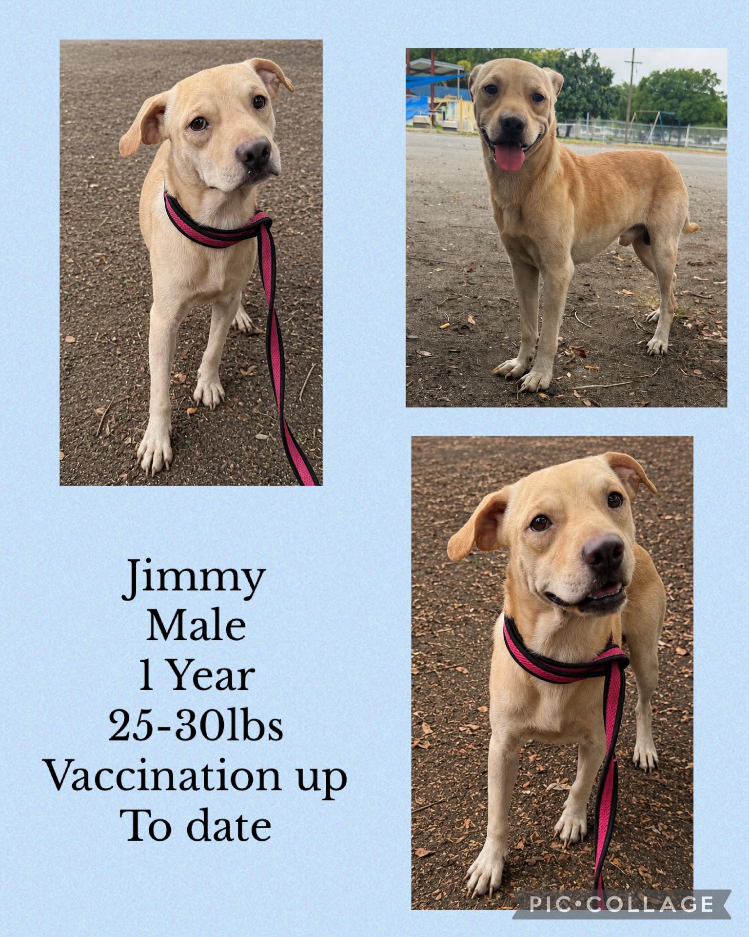 Jimmy, Adoptable, Adult Male Siberian Husky & Chihuahua.