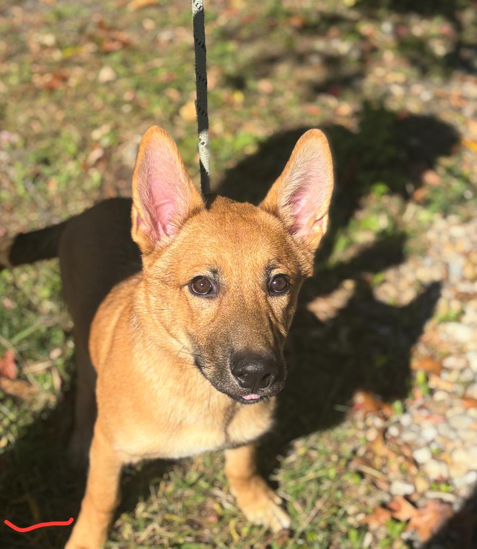 Jack, Adopted, Puppy Male German Shepherd Dog.