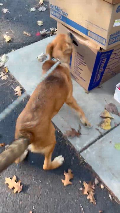 Enlarge Jack, a Adopted mixed breed in Bristol, CT video 2/2