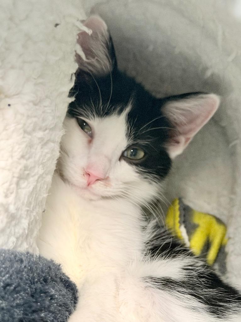 Enlarge Ham, a Adoptable mixed breed in Menomonie, WI image 1/3