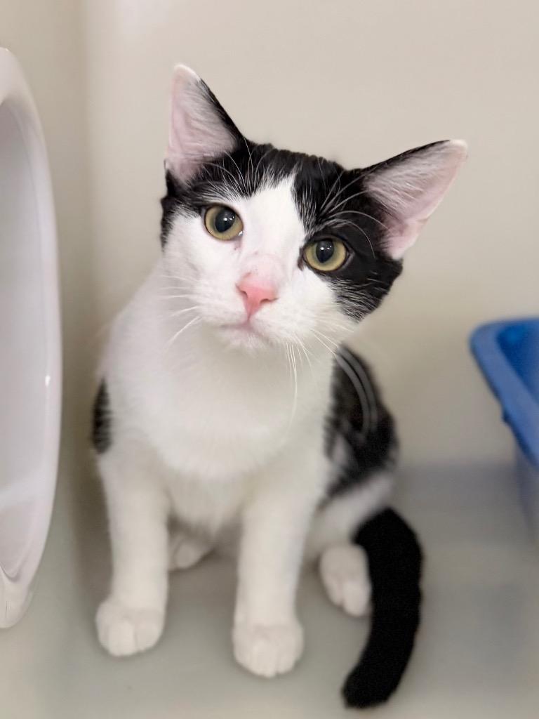 Enlarge Ham, a Adoptable mixed breed in Menomonie, WI image 3/3