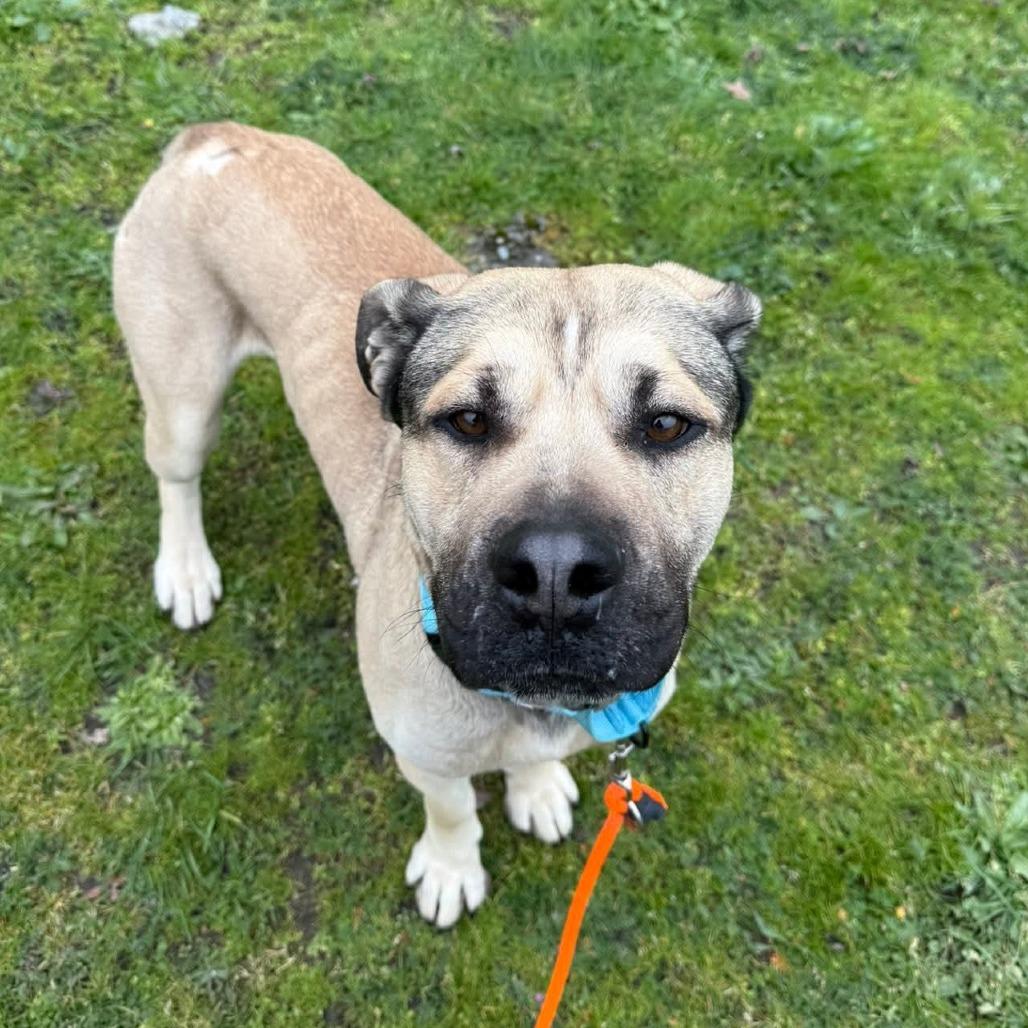 Chi, Adoptable, Adult Male German Shepherd Dog.