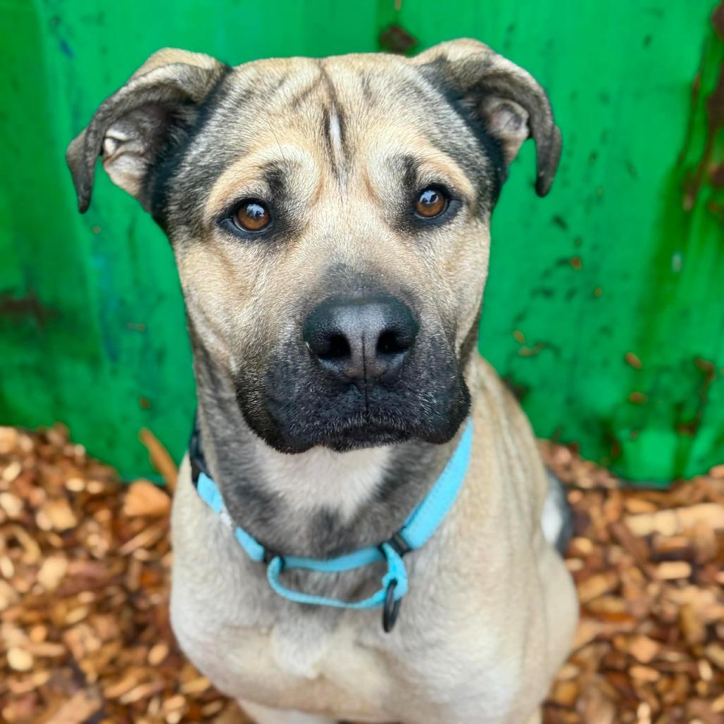 Enlarge Chi, a Adoptable German Shepherd Dog in Tacoma, WA image 2/2