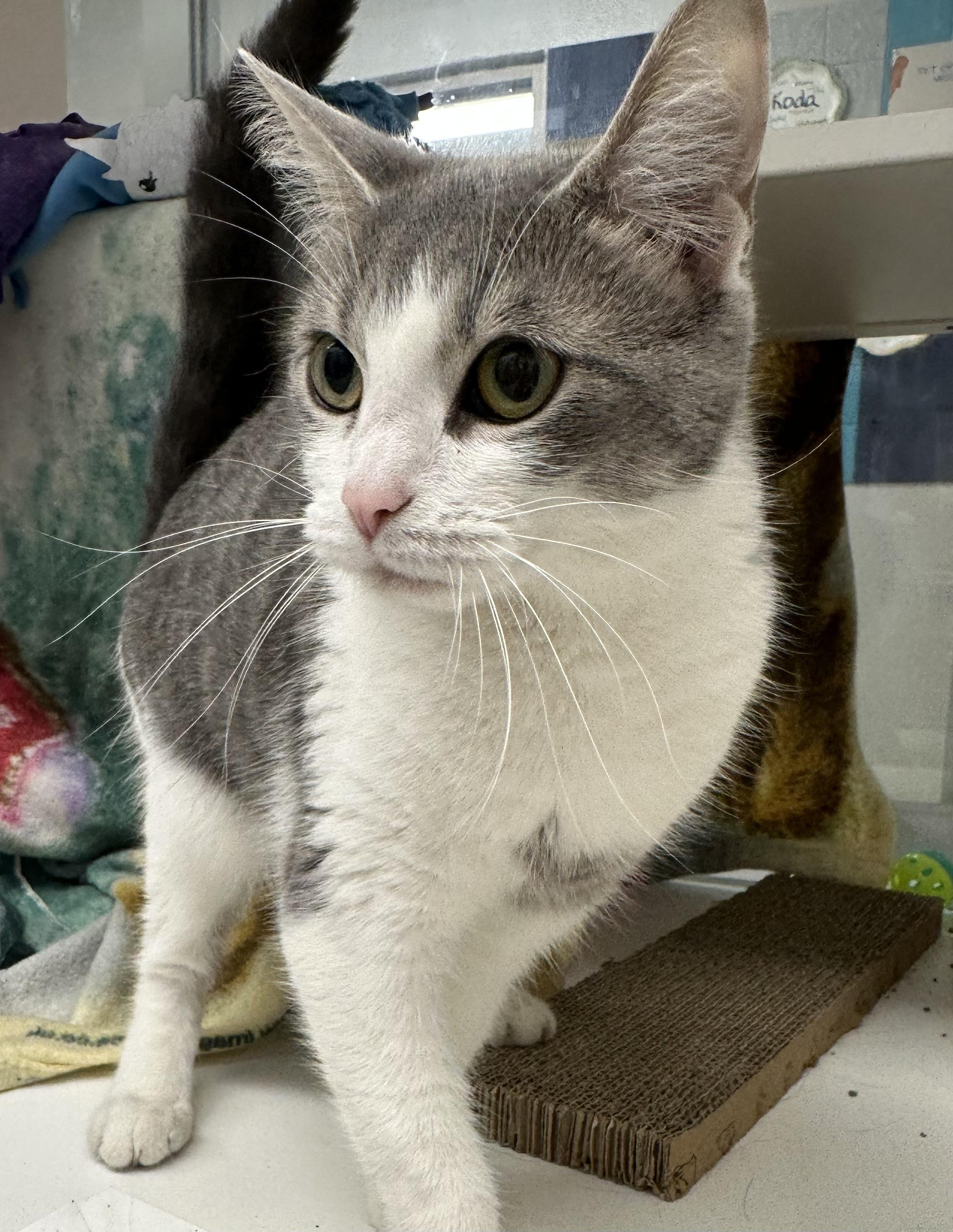 Enlarge Faye (ID 52654), a ADOPTABLE Domestic Short Hair in Manassas, VA image 2/2