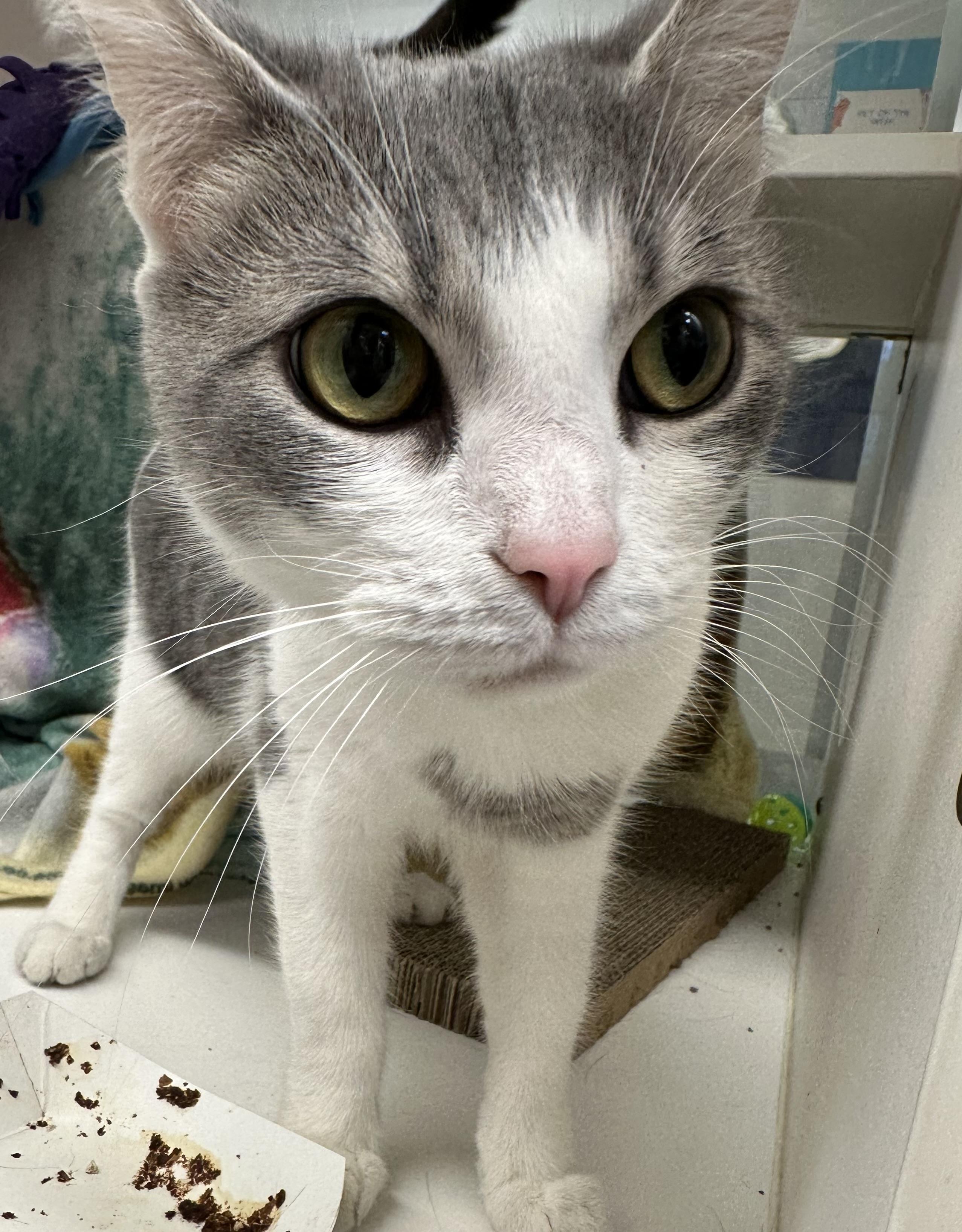 Faye (ID 52654), ADOPTABLE, Adult Female Domestic Short Hair.