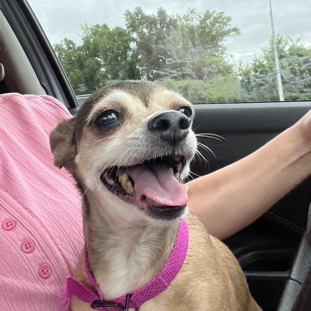 Molly, Adoptable, Senior Female Chihuahua & Mixed Breed.