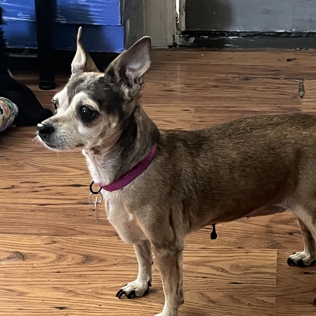 Enlarge Molly, a Adoptable mixed breed in Farmersville, OH image 2/6