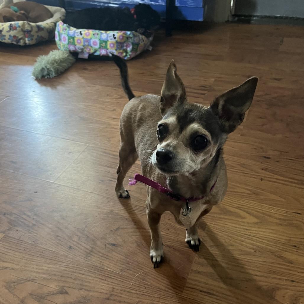 Enlarge Molly, a Adoptable mixed breed in Farmersville, OH image 3/6