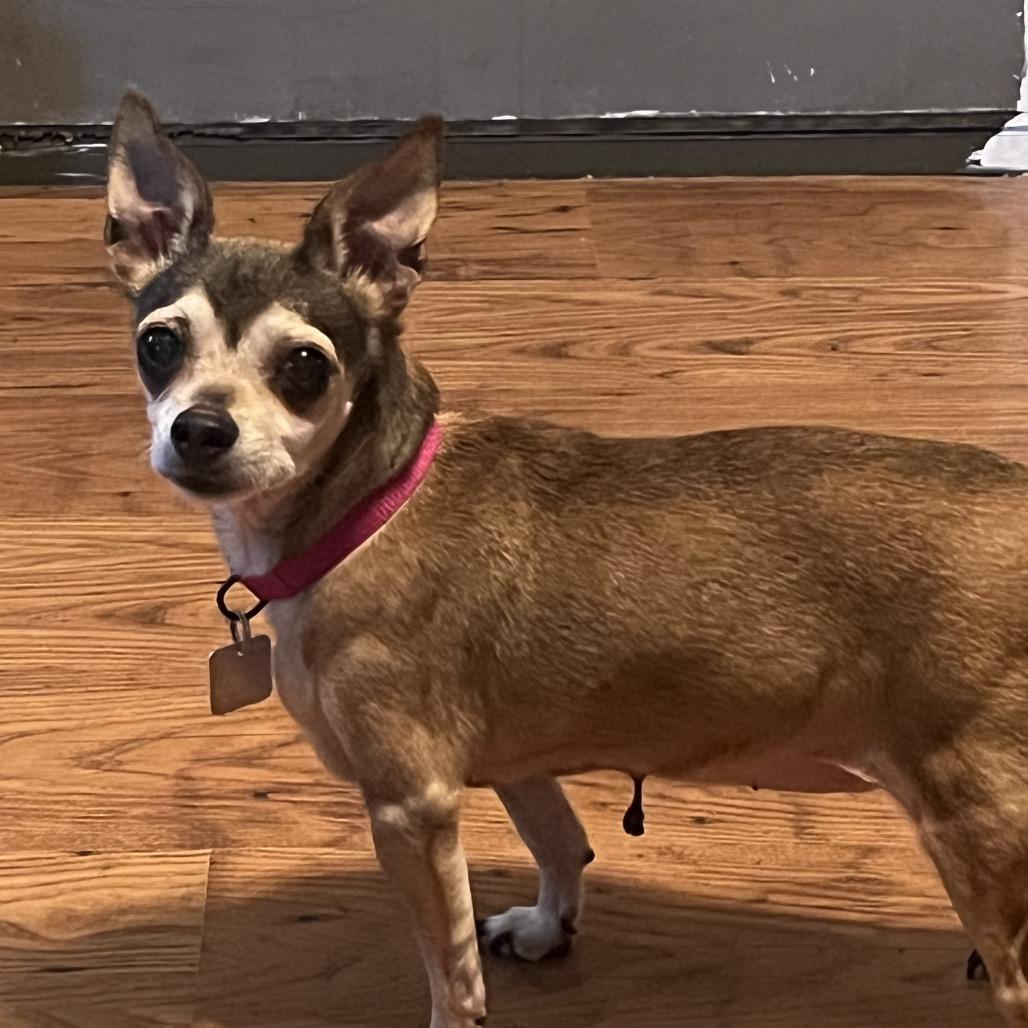 Enlarge Molly, a Adoptable mixed breed in Farmersville, OH image 4/6
