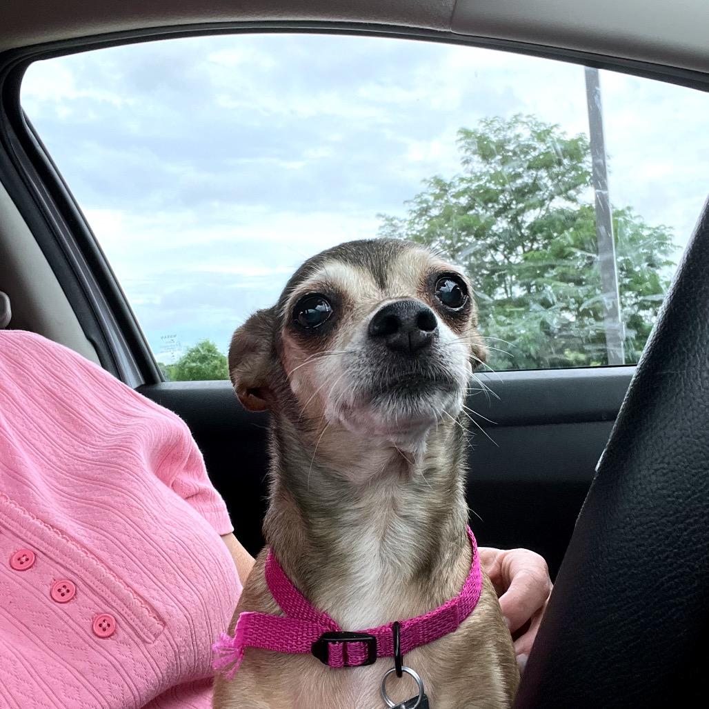 Enlarge Molly, a Adoptable mixed breed in Farmersville, OH image 5/6