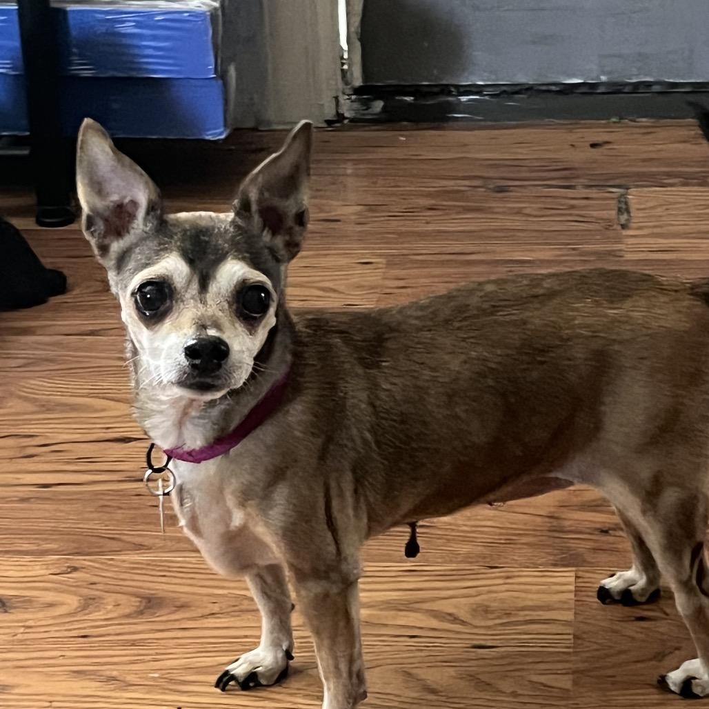 Enlarge Molly, a Adoptable mixed breed in Farmersville, OH image 6/6